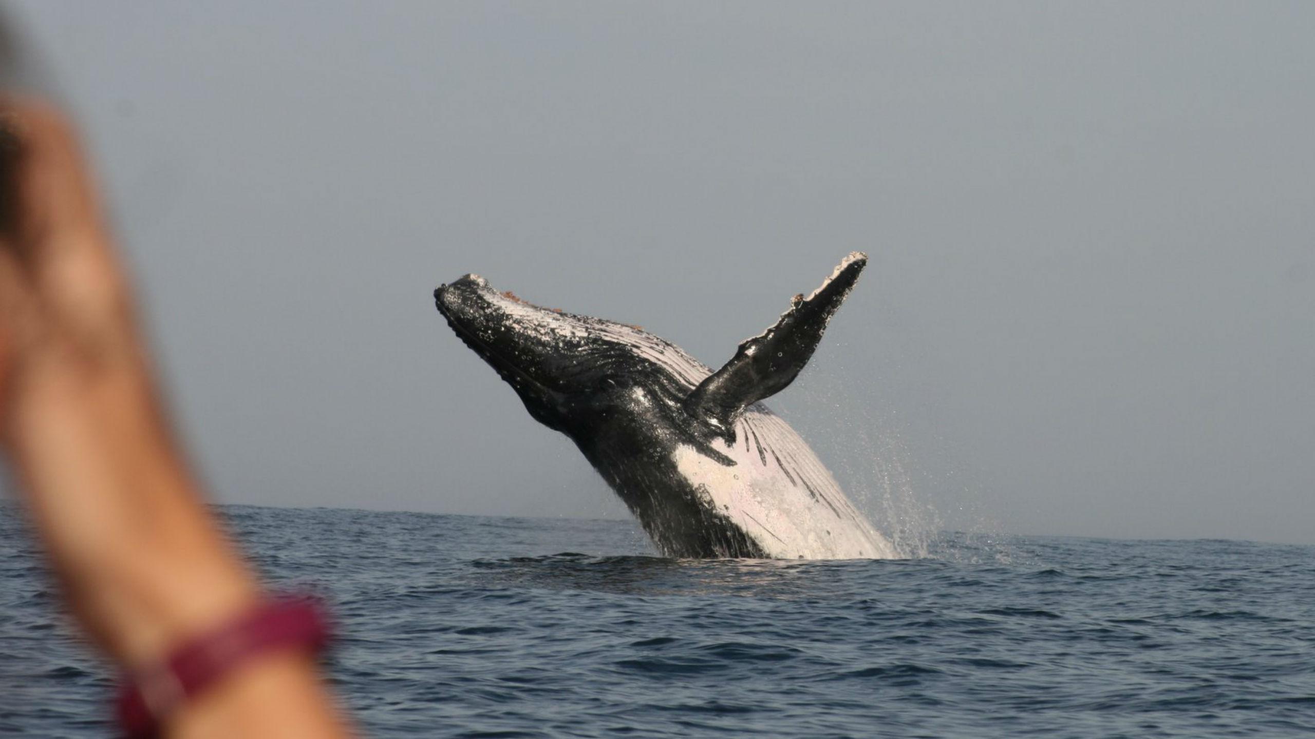 whale tour plettenberg