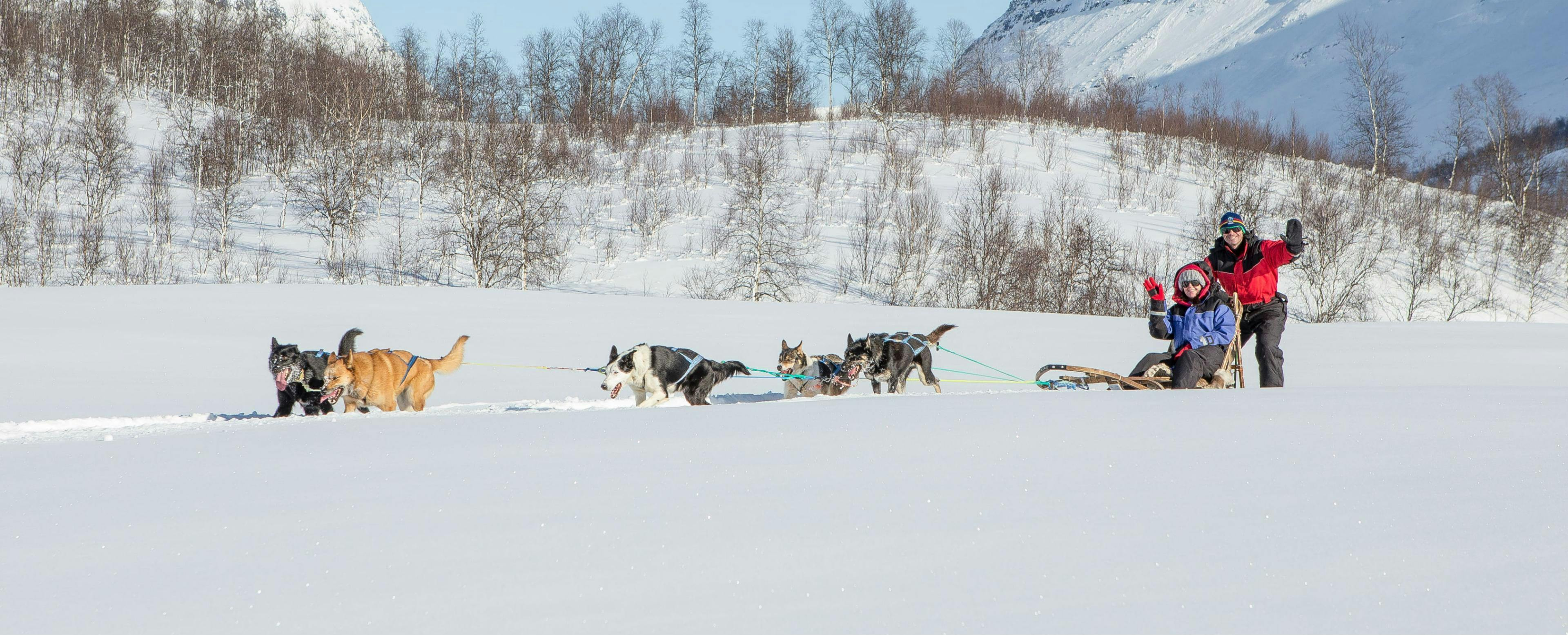 Huskies pull a sledge and look cheerfully into the camera during dog sledding near tromso with Lyngsfjord adventure.