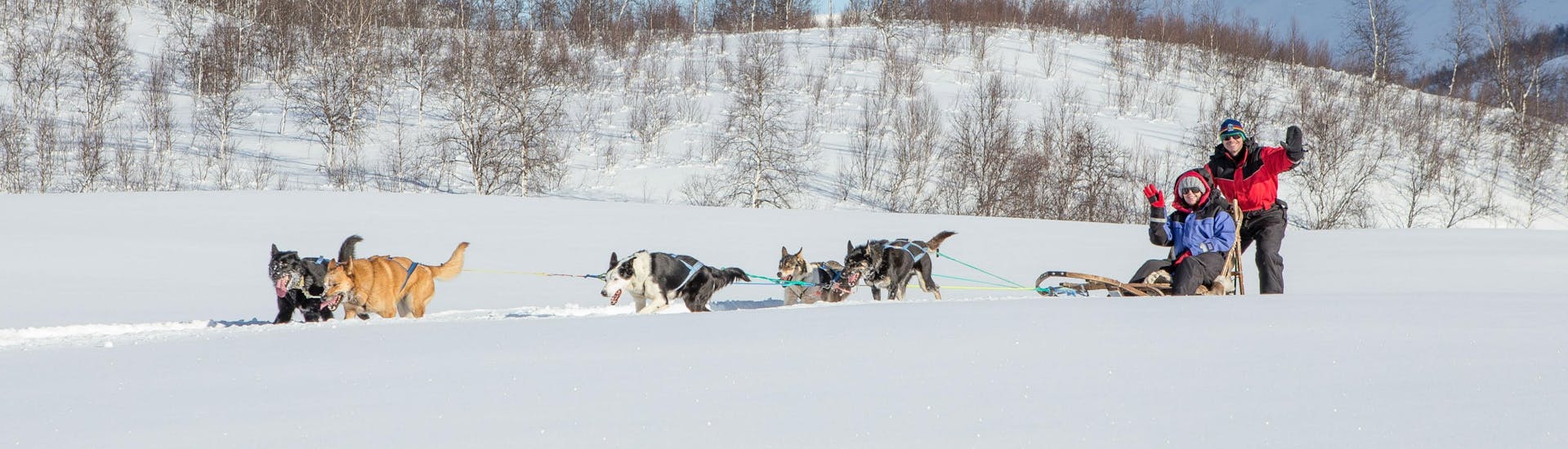 5 Huskies ziehen einen Schlitten und laufen durch den Tiefschnee während der Husky Schlittenfahrt bei Tromso mit Lyngsfjord Adventure. 