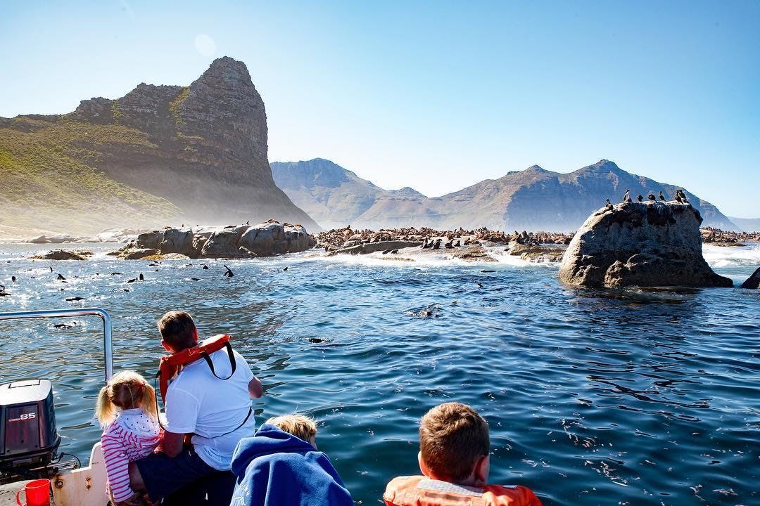 Our guests in company of the Cape Fur Seals during the activity: Seal Snorkeling in Cape Town in Summer with Cape Town Bucketlist