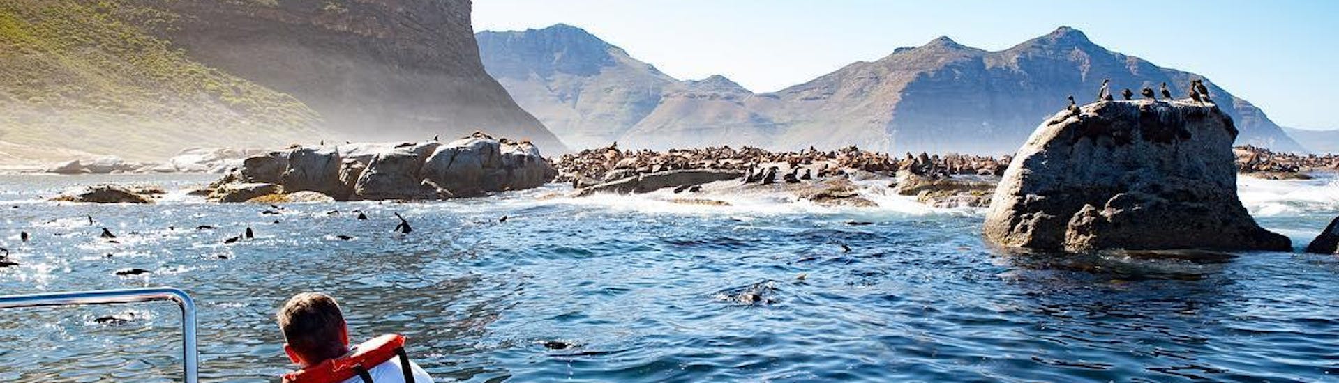 Seal Snorkeling in Cape Town in Summer .
