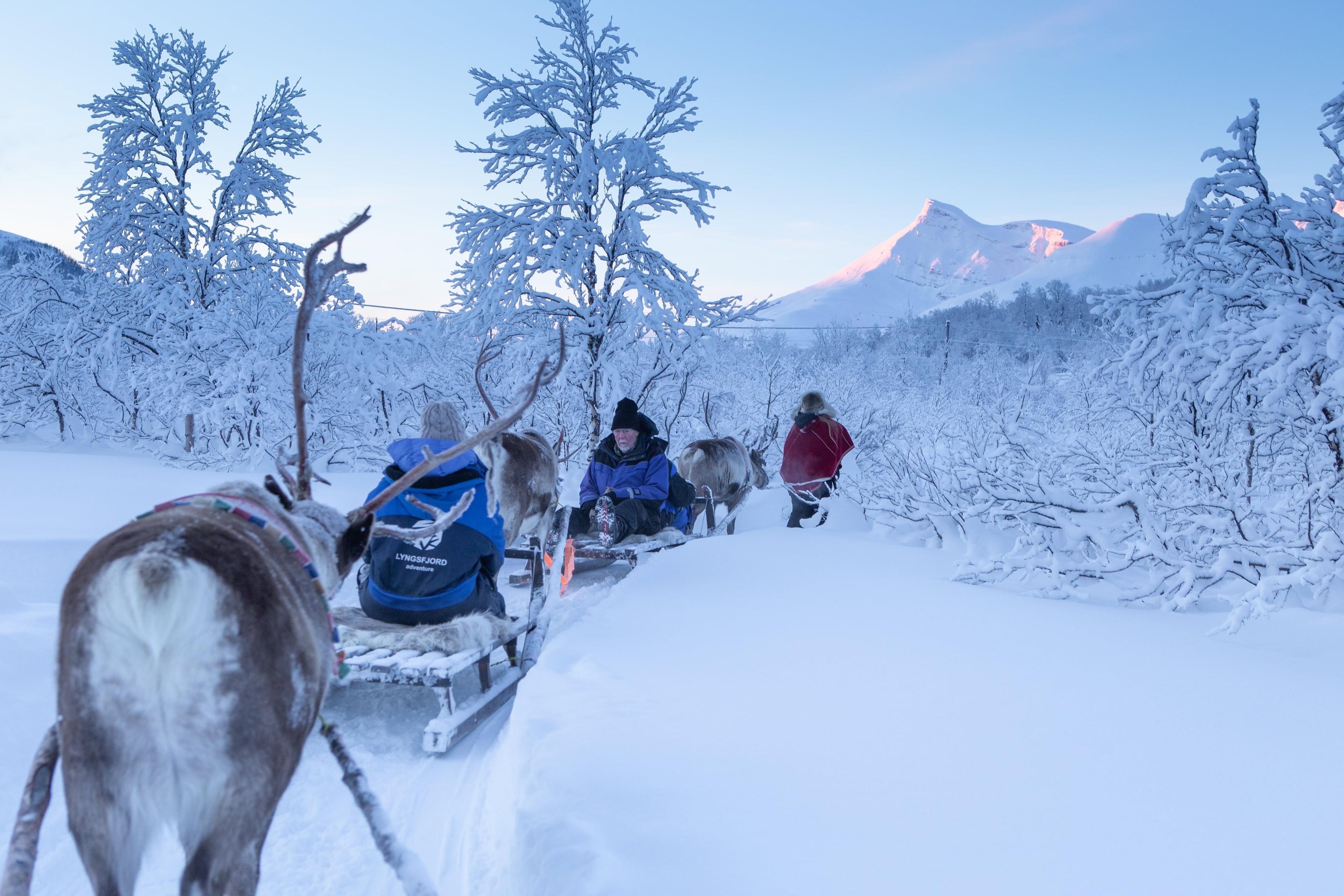 Visitors enjoy a relaxed reindeer sledge ride in deep snow together with native Norwegians during their reindeer sledding tour near Tromso with Lyngsfjord Adventure.