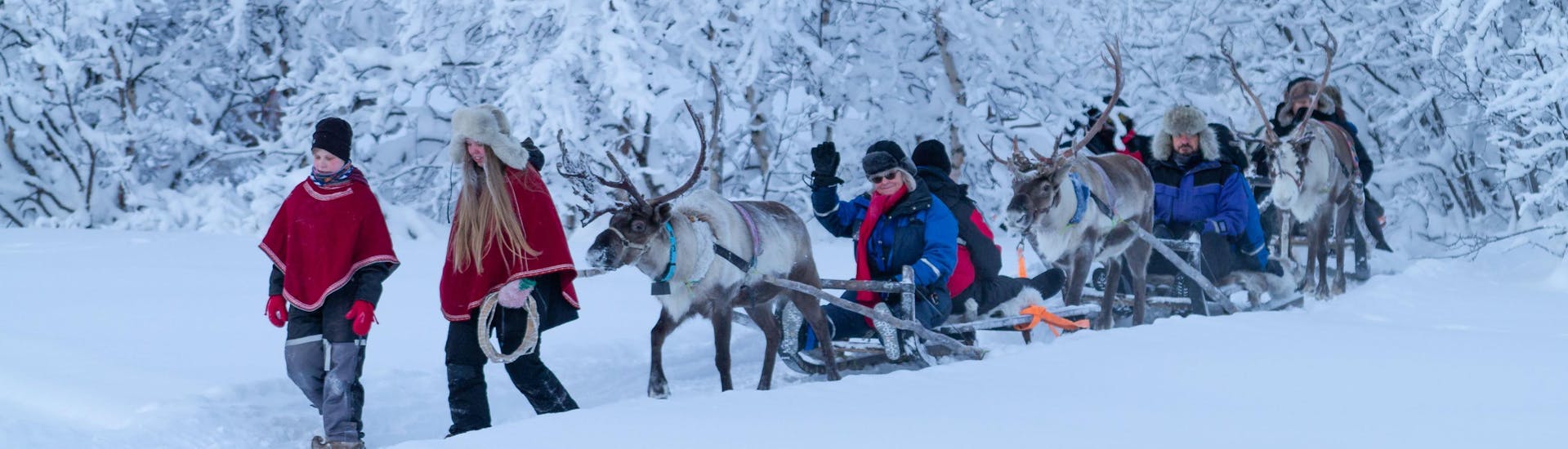 Eine Familie schlittert durch den norwegischen, schneebedeckten Wald während der Rentierschlittenfahrt bei Tromso mit Lyngsfjord Adventure.