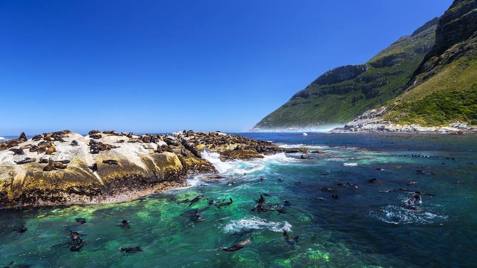 Seal Snorkeling in Cape Town in Winter.