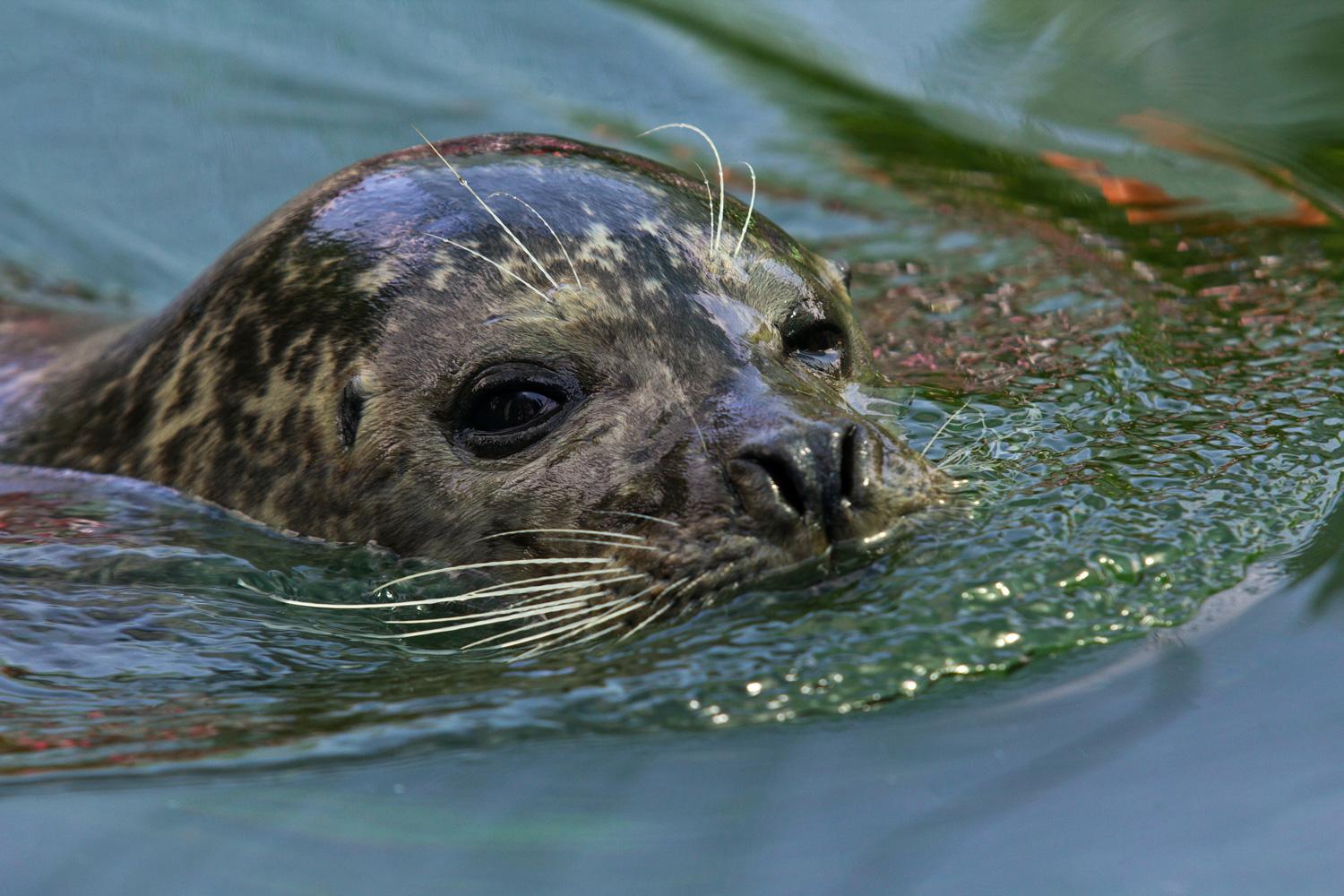 Bootstour mit Wildtierbeobachtung & Sightseeing.