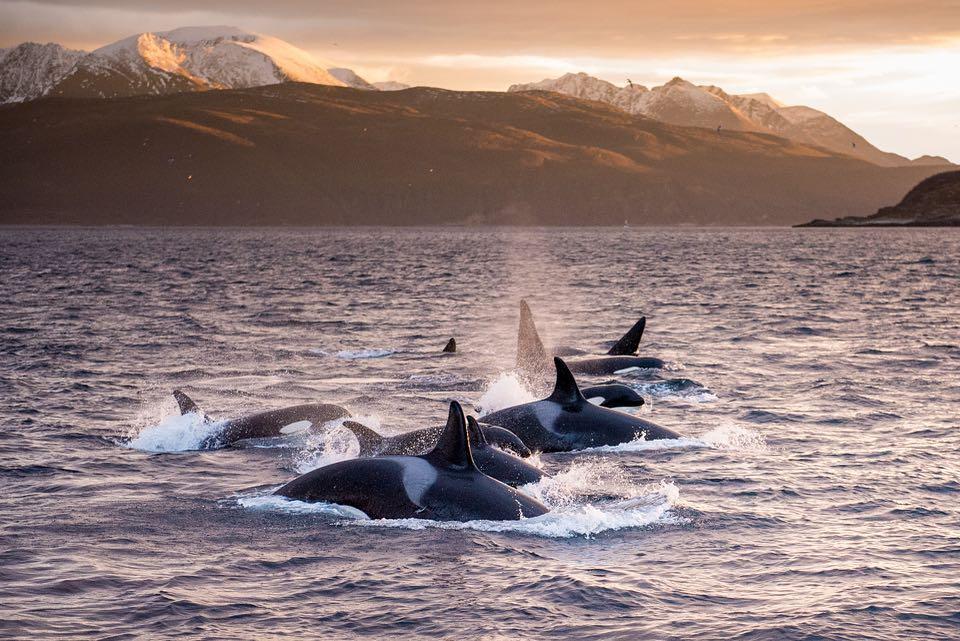 Whale Watching Boat Trip In Skjervøy With Tromsø Transfer 