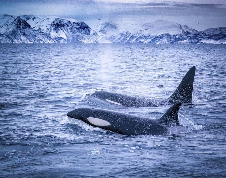 Whale Watching Boat Trip in Skjervøy.