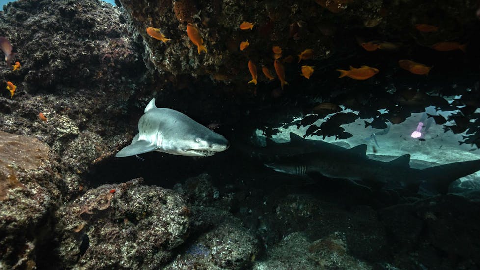 Two sharks are swimming around the Aliwal Shoal reef in search of prey, something that can be seen during the activity Scuba Diving in Umkomaas for Certified Divers with Blue Ocean Dive Resort.