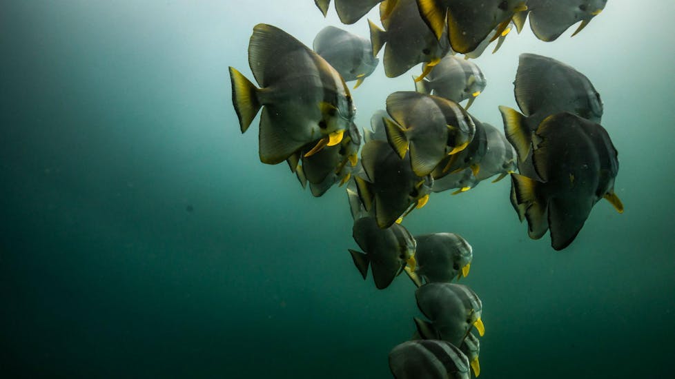 A school of fish is swimming through the ocean off the South African coast, as can be seen during the activity Discover Scuba Diving in Umkomaas for Beginners with Blue Ocean Dive Resort.
