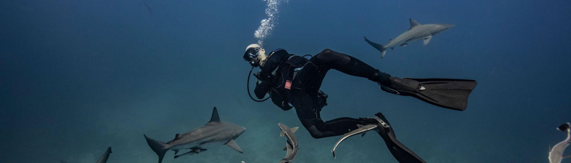 A scuba diver is swimming with a group of sharks during his PADI Open Water Diver Course in Umkomaas with Blue Ocean Dive Resort.