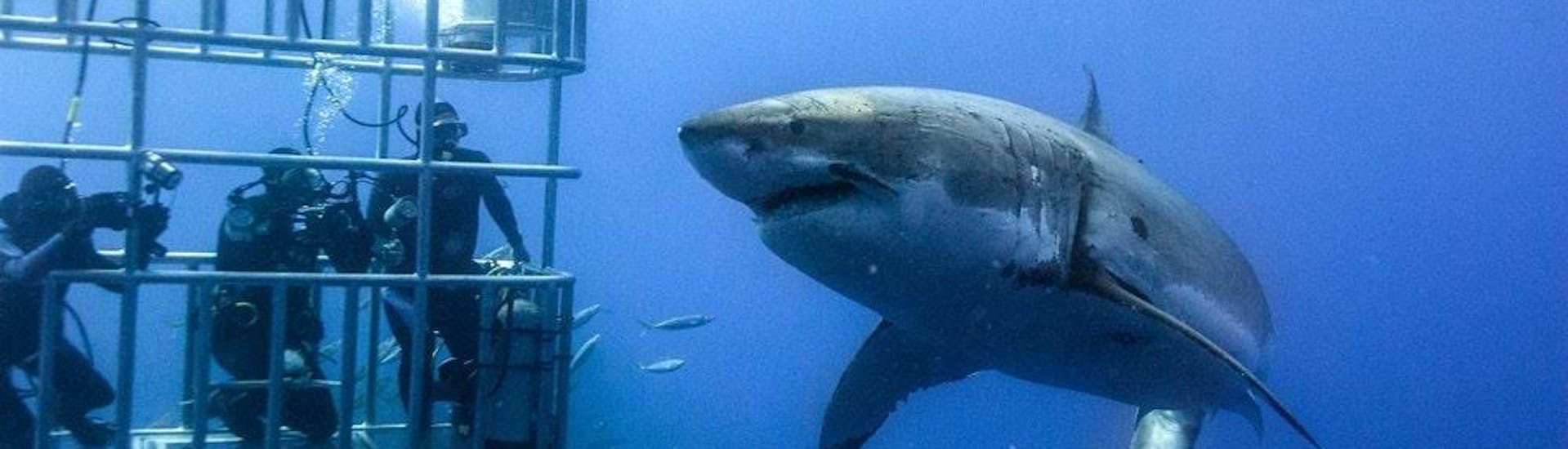 Shark Cage Diving from Cape Town.