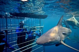 Shark Cage Diving in Cape Town from Shark Zone Cape Town.