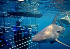 Shark Cage Diving in Cape Town with Shark Zone Cape Town