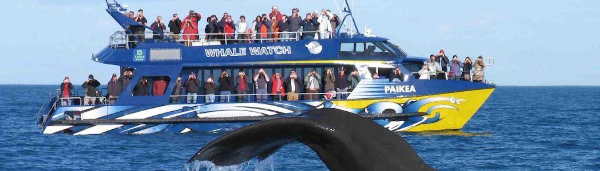 Whale Watching from Cape Town with Shark Zone Cape Town - Hero image