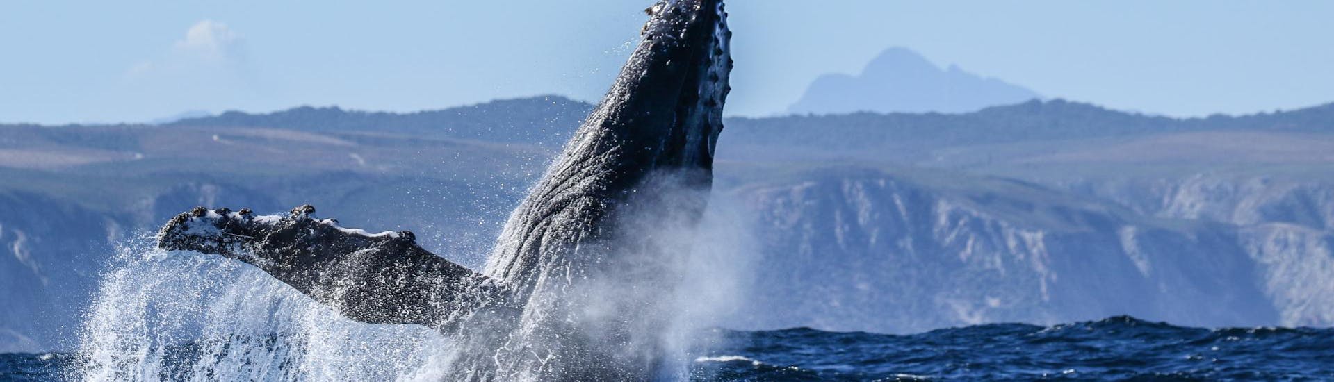 During the Whale Watching from Knysna organised by Ocean Odyssey Garden Route, tourists are watching the incredible acrobatics of a humpback whale. 