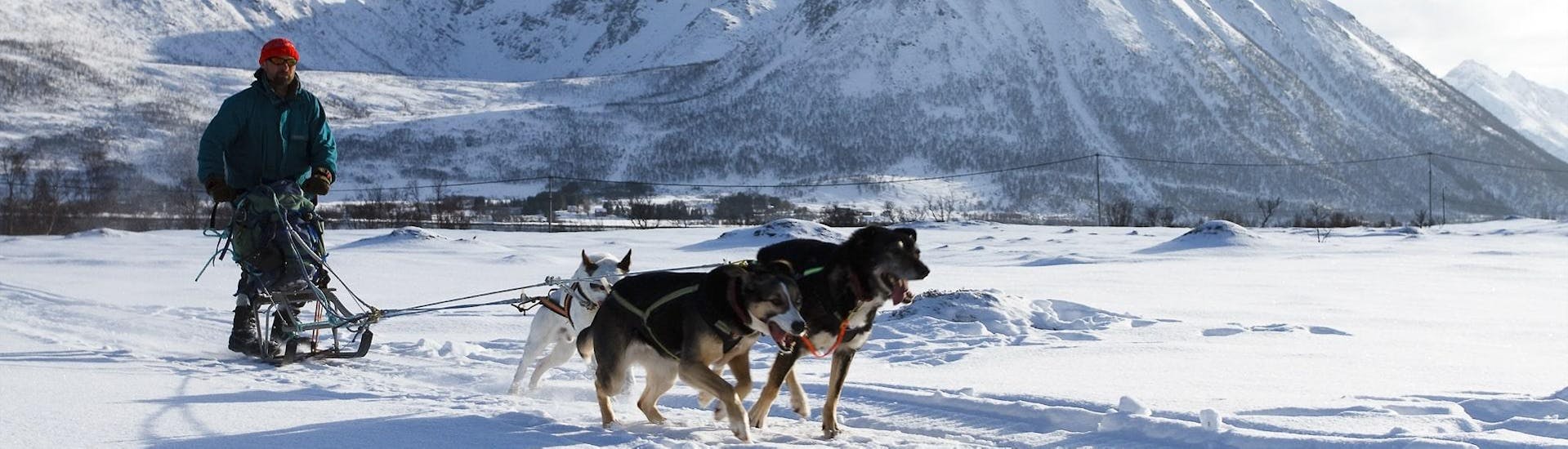 Three powerful huskies pull a sled in the snow-covered landscape during the dog sledge ride in Risøyhamn with Huskyfarm Andoy.