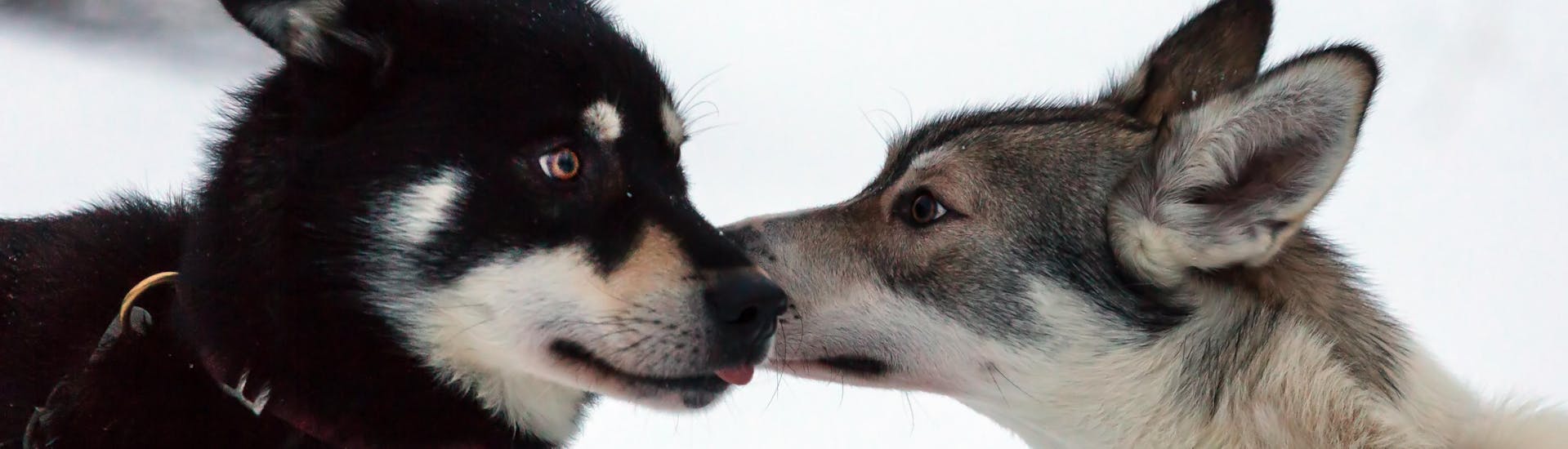 Two Huskies stand in the snow and lick each other during the dog wagon tour in Risøyhamn with Huskyfarm Andoy.