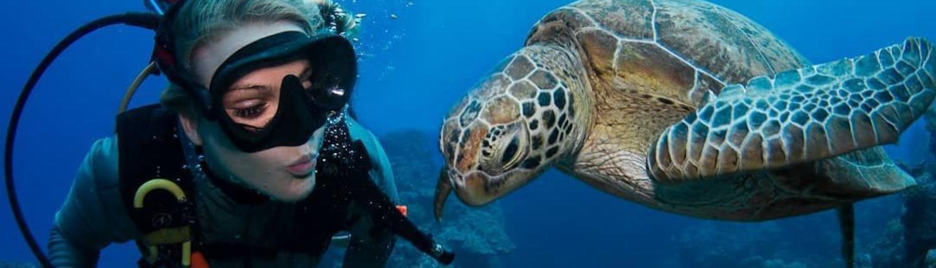 A woman is admiring a curious turtle during the Guided Dives on the Great Barrier Reef for Certified Divers organised by Passions of Paradise.