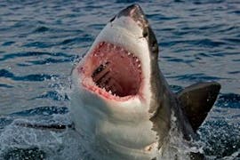 Boottocht van Kaapstad naar Cape Point met wild spotten & toeristische attracties met Apex Shark Expeditions Kaapstad.