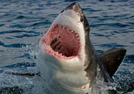 Paseo en barco de Ciudad del Cabo a Cape Point con avistamiento de fauna & visita guiada con Apex Shark Expeditions Ciudad del Cabo Paseo en barco de Ciudad del Cabo a Cape Point con avistamiento de fauna & visita guiada con Apex Shark Expeditions Ciudad del Cabo.
