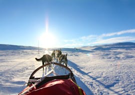Sunny tour with friendly dogs from Geilo Husky during Husky Sledding in Geilo - 5 km.