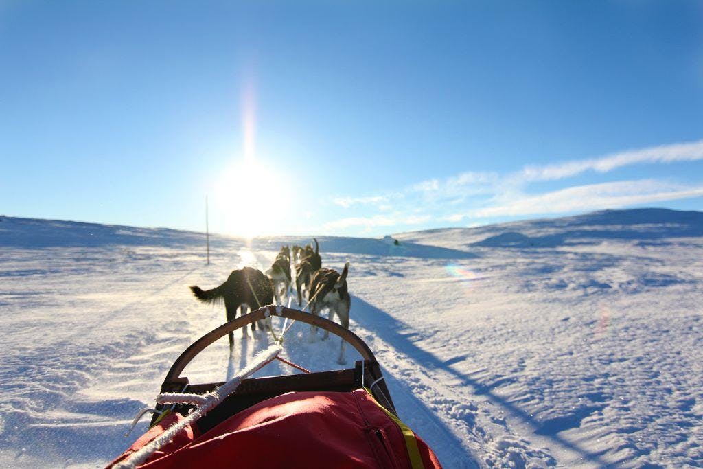 The view from the sledge over the dogs during Husky Sledding in Geilo - 10 km organized by Geilo Husky.