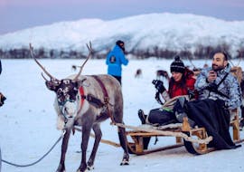 During the Reindeer Sledding in Tromsø & Sami Culture - Afternoon organised by Tromsø Arctic Reindeer, a couple is enjoying the time with fluffy reindeer.