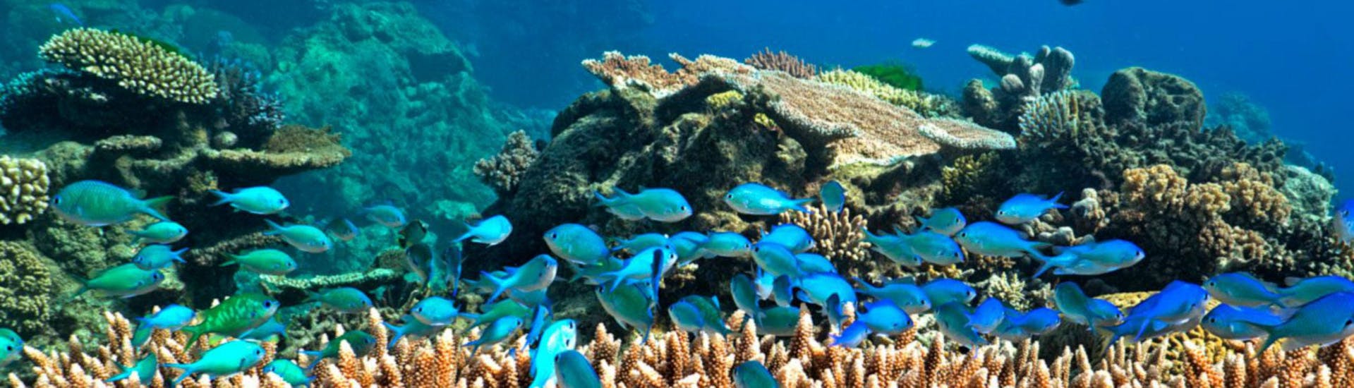 A shoal of blue fish is swimming around the coral reef, as can be seen while Scuba Diving at the Great Barrier Reef for Certified Divers with Ocean Free.