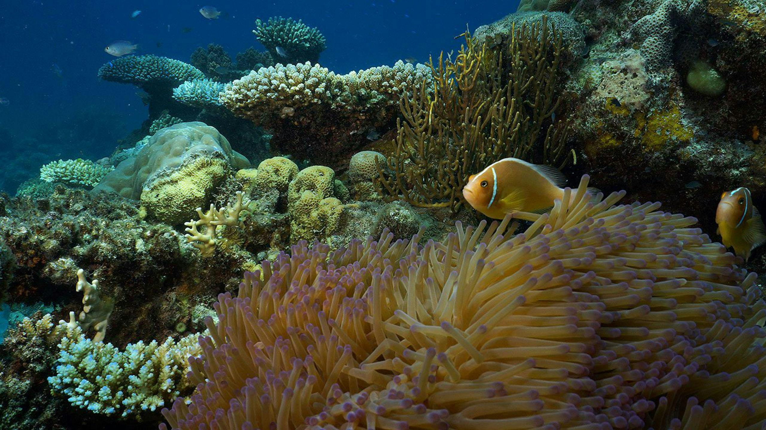 Two first-time scuba divers are exploring the underwater landscape with their instructors during the Introductory Scuba Diving at the Great Barrier Reef offer by Ocean Freedom.