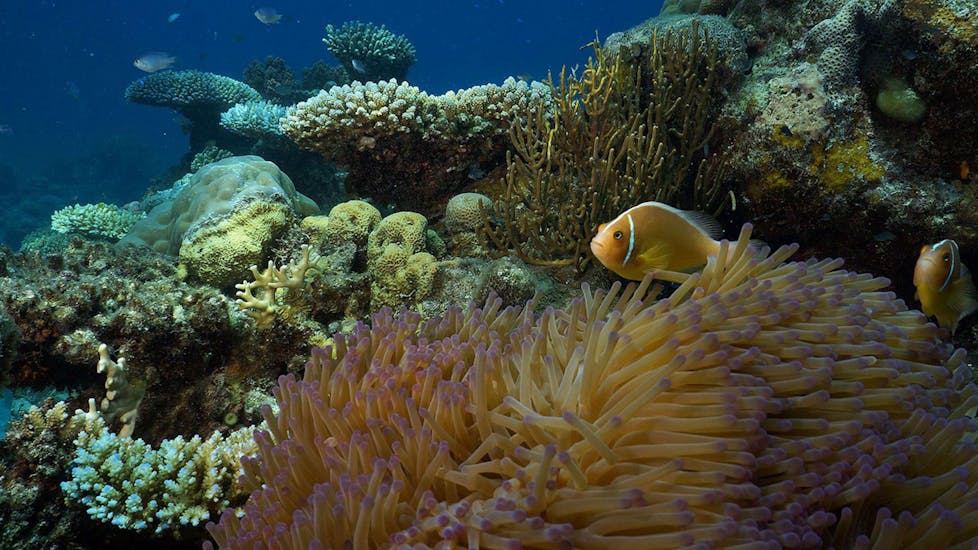 An image of colourful fish swimming around the coral reef that can be seen during the offer Certified Scuba Diving at the Great Barrier Reef with Ocean Freedom.