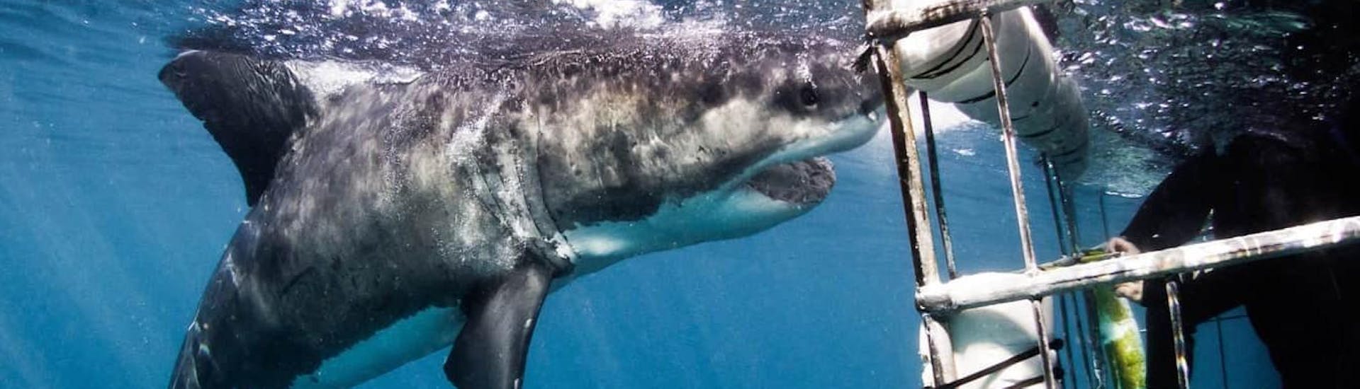 Bootstour mit Wildtierbeobachtung mit White Shark Diving Company - Gansbaai - Hero image