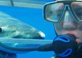 Boottocht van Gansbaai met wild spotten met White Shark Diving Company - Gansbaai.