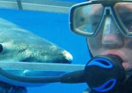 Paseo en barco de Gansbaai con avistamiento de fauna con White Shark Diving Company - Gansbaai Paseo en barco de Gansbaai con avistamiento de fauna con White Shark Diving Company - Gansbaai.