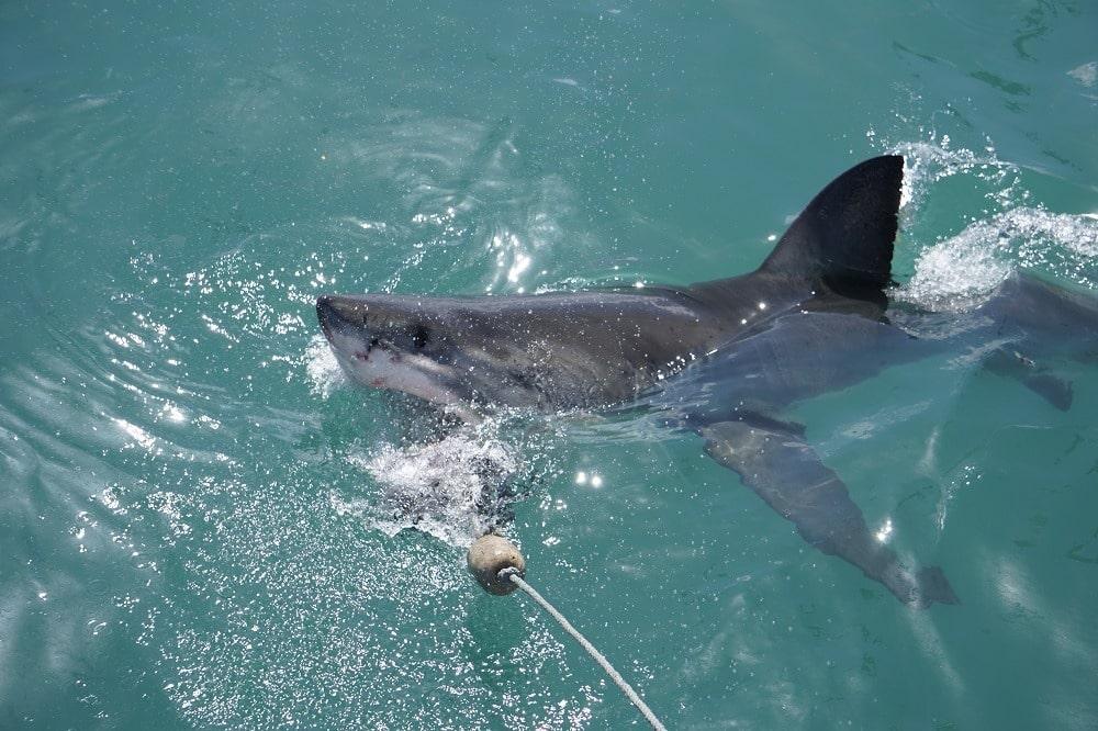 shark-cage-diving-in-gansbaai-shark-breaching-dive-white-shark-diving-company-gansbaai-hero