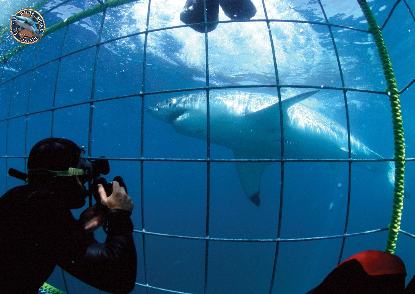 Whale Watching & Shark Cage Diving in Gansbaai.
