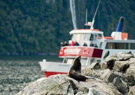 A group of people is watching a seal from one of the Southern Discovery ships during their Encounter Nature Cruise in Milford Sound - Winter.