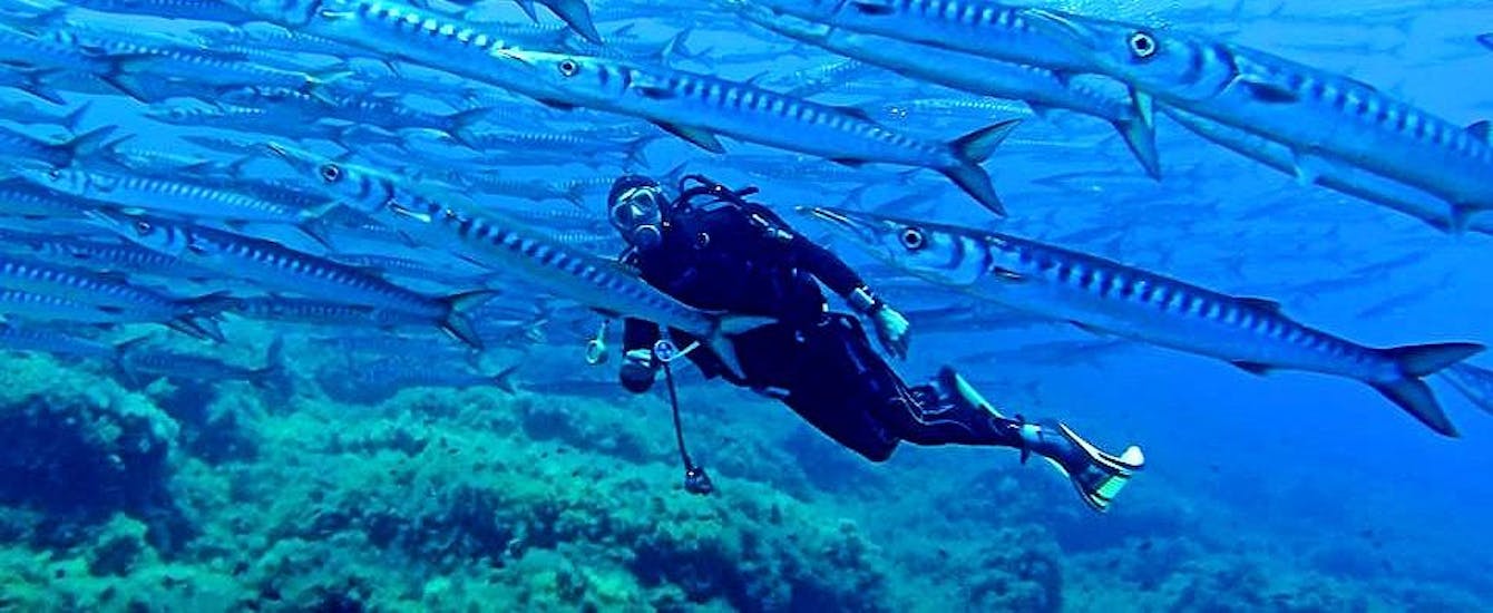 Un subacqueo nuota con i pesci durante le immersioni subacquee a Ustica per subacquei certificati.