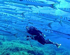 Scuba diver in a shoal of fish during the PADI Advanced Open Water Diver Course in Ustica with Lustrica Diving Center.