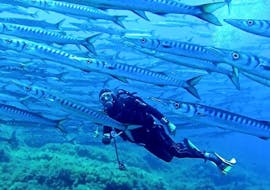 Scuba diver in a shoal of fish during the PADI Advanced Open Water Diver Course in Ustica with Lustrica Diving Center.