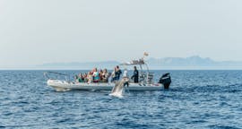 Giro in barca a Capo Formenton con avvistamento delfini con Alcúdia Sea Explorer.