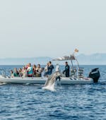 People enjoying the Boat Trip to Cap de Formentor with Dolphin Watching with Alcudia Sea Explorer.