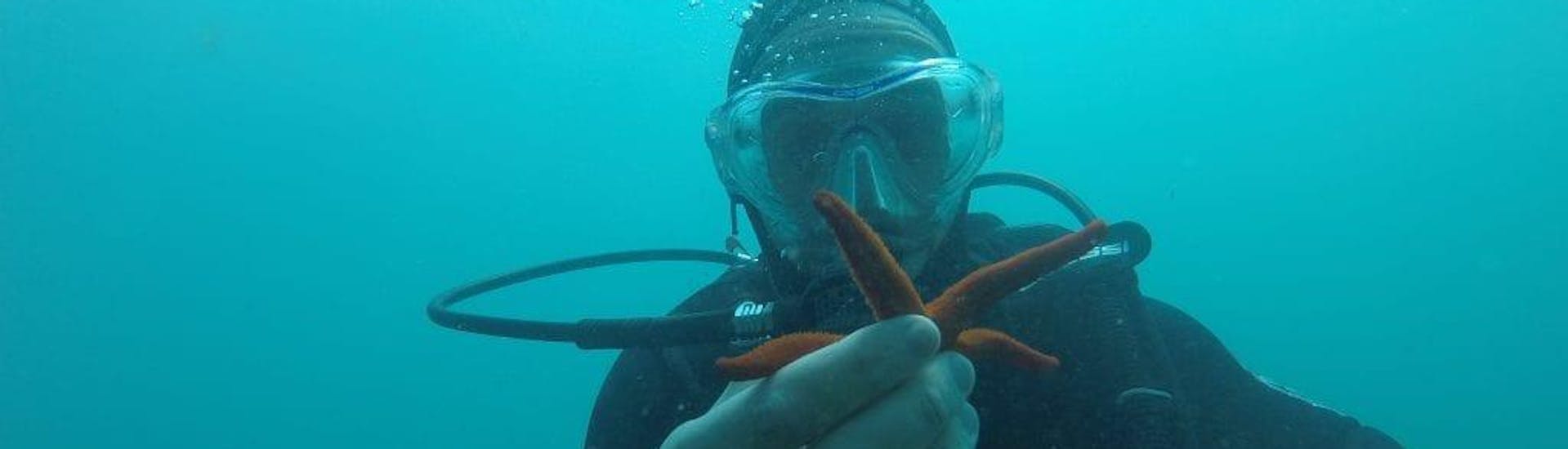 Un plongeur a trouvé une étoile de mer rouge sous l'eau pendant la plongée d'exploration en bateau dans la baie de Saint-Raphaël pour les plongeurs certifiés avec Dive Is Fun.