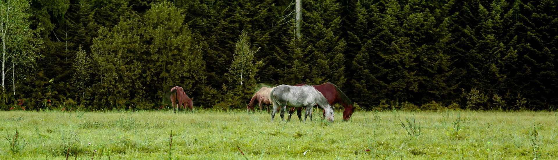 Horses are on the meadow after Horse Riding in Upper Savinja Valley.