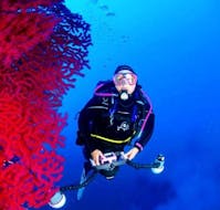 Plongeur à coté d'un magnifique corail pendant sa Formation plongée SSI Basic Diver pour Débutants avec H2O Sainte-Maxime.