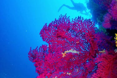 Diver swimming next to a beautiful coral during his Guided Dives at Sainte-Maxime for Certified Divers with the provider H2O Sainte-Maxime.