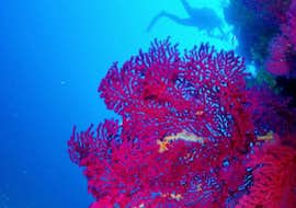 Guided Boat Dives in Sainte-Maxime for Certified Divers from H2O Sainte-Maxime Diver swimming next to a beautiful coral during his Guided Dives at Sainte-Maxime for Certified Divers with the provider H2O Sainte-Maxime.