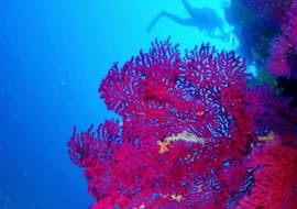 Diver swimming next to a beautiful coral during his Guided Dives at Sainte-Maxime for Certified Divers with the provider H2O Sainte-Maxime.