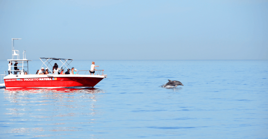 Un gruppo di partecipanti all'avvistamento delfini in barca con snorkeling ad Alghero ha appena scorto un gruppo di mammiferi con Progetto Natura.