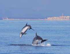 The friendly dolphins that we might see during the dolphin watching boat trip in Alghero with Progetto Natura Alghero.