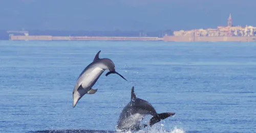 Delfinbeobachtung in Alghero mit Progetto Natura Alghero Die freundlichen Delfine, die man bei der Delfinbeobachtung in Alghero mit Progetto Natura Alghero sehen kann.